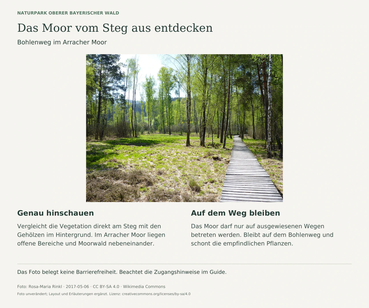 Holzbohlenweg durch die Vegetation des Arracher Moors. Begleittexte laden zum Vergleichen von Pflanzenbeständen ein und erinnern an das Wegegebot.