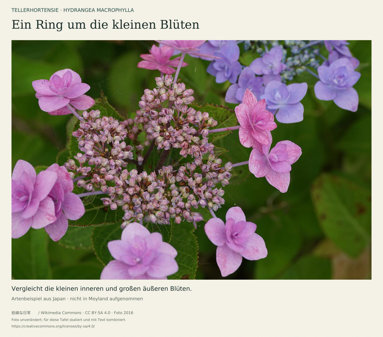Repräsentatives Foto einer violetten Tellerhortensie: kleine Blüten in einer flachen Mitte, umgeben von größeren hellvioletten Schaublüten und grünen Blättern; nicht in Moyland aufgenommen.