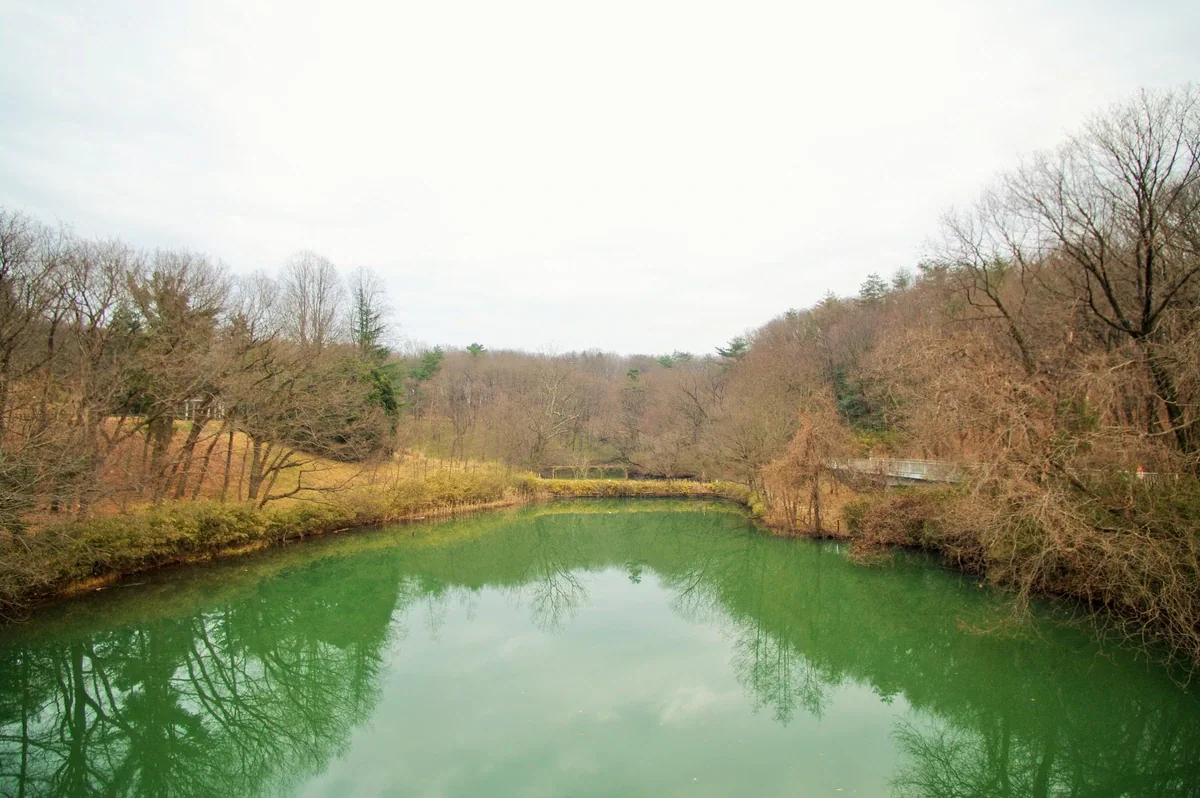 Green pond water reflects bare winter trees, with wooded banks and a railing along the far side.