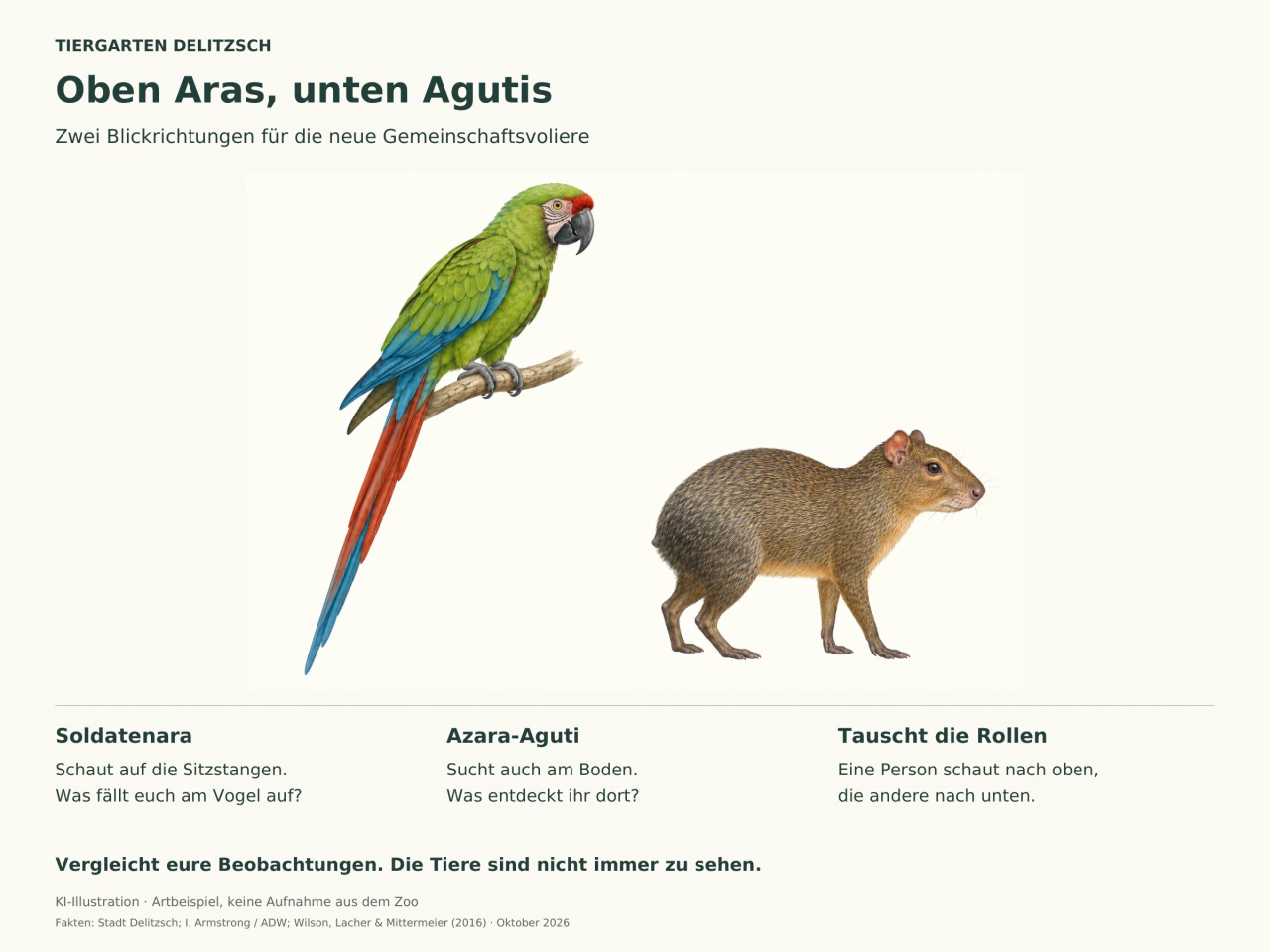 Zwei getrennte Tierillustrationen: oben ein grüner Soldatenara mit roter Stirn, unten ein graubraunes Azara-Aguti. Aufgaben regen dazu an, oben und unten zu beobachten und die Rollen zu tauschen.