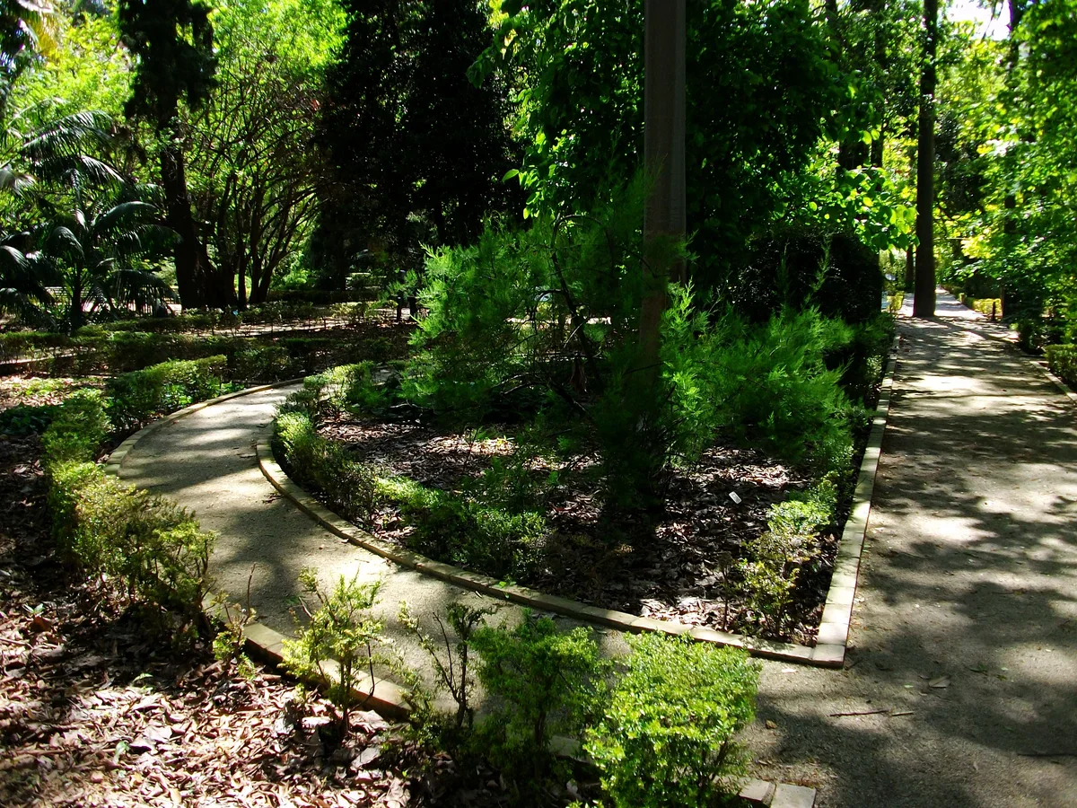 Intersecting garden paths around planted beds beneath mature trees in Valencia’s botanic garden.