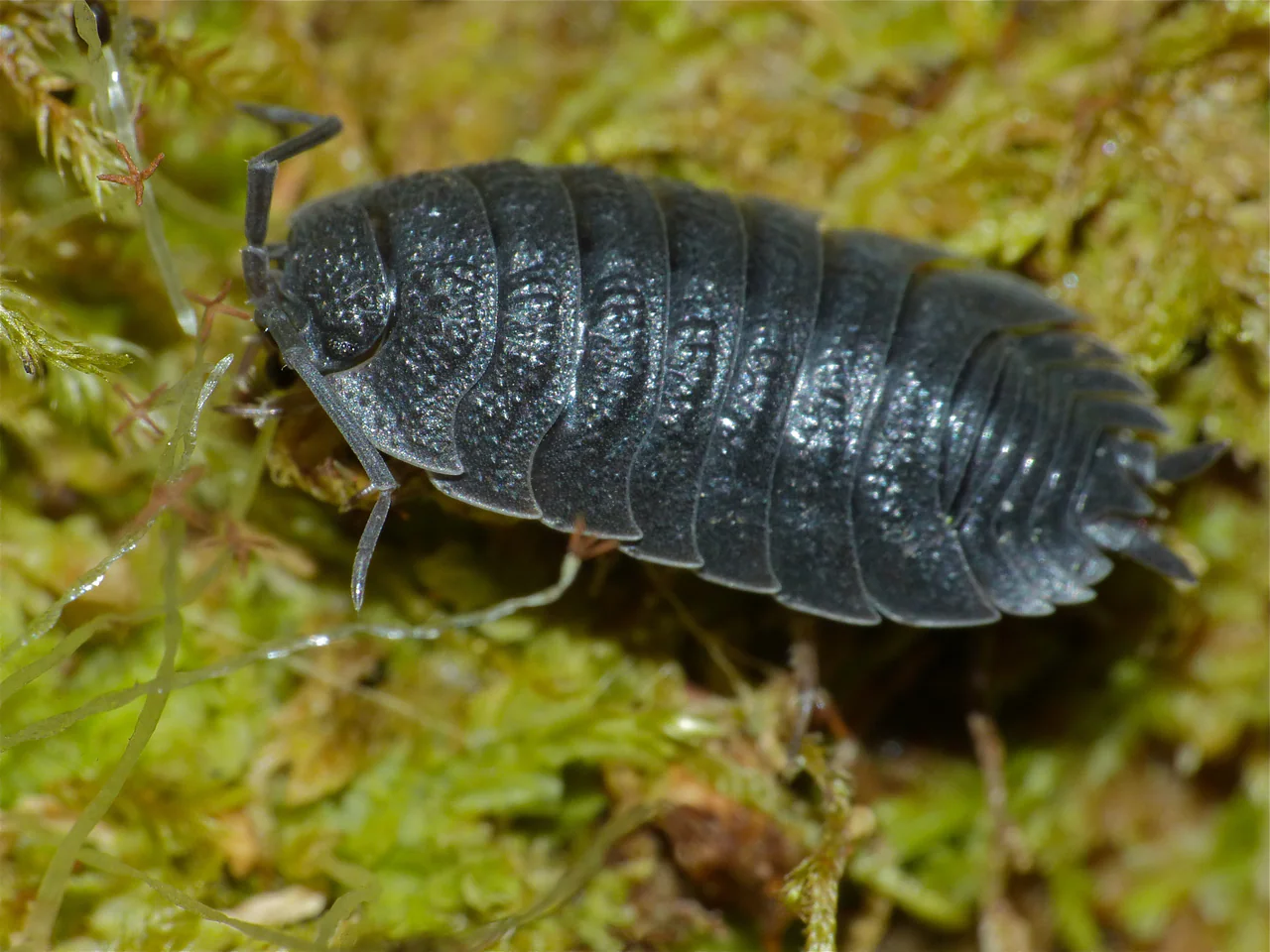 A dark grey woodlouse with segmented plates rests among green moss.