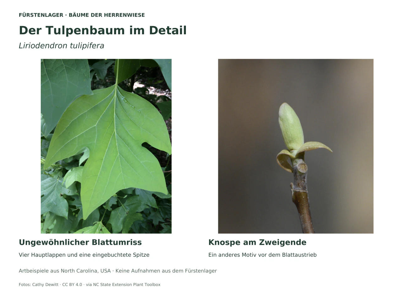 Zwei Fotos des Tulpenbaums: links ein großes grünes Blatt mit vier Hauptlappen und eingebuchteter Spitze; rechts eine grüne längliche Endknospe mit sich öffnenden Hüllen an einem braunen Zweig.