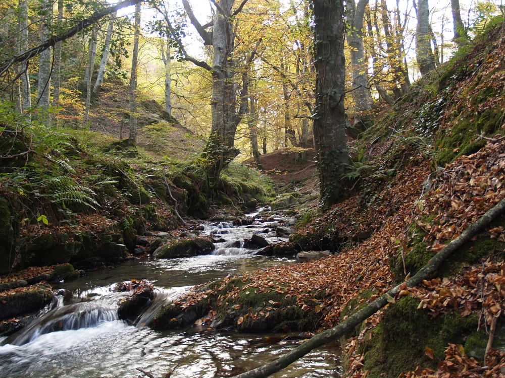 Un pequeño arroyo baja entre rocas por un bosque otoñal, con orillas cubiertas de musgo, raíces al descubierto y hojas caídas junto al agua.