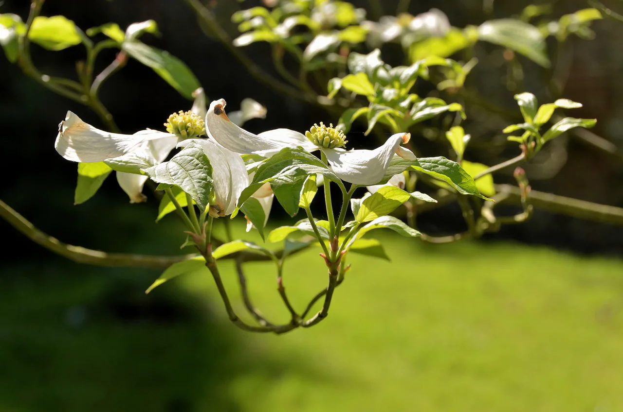 Sunlight catches white flower-like bracts with some brown tips and green leaves on a branch, against a softly blurred green garden.