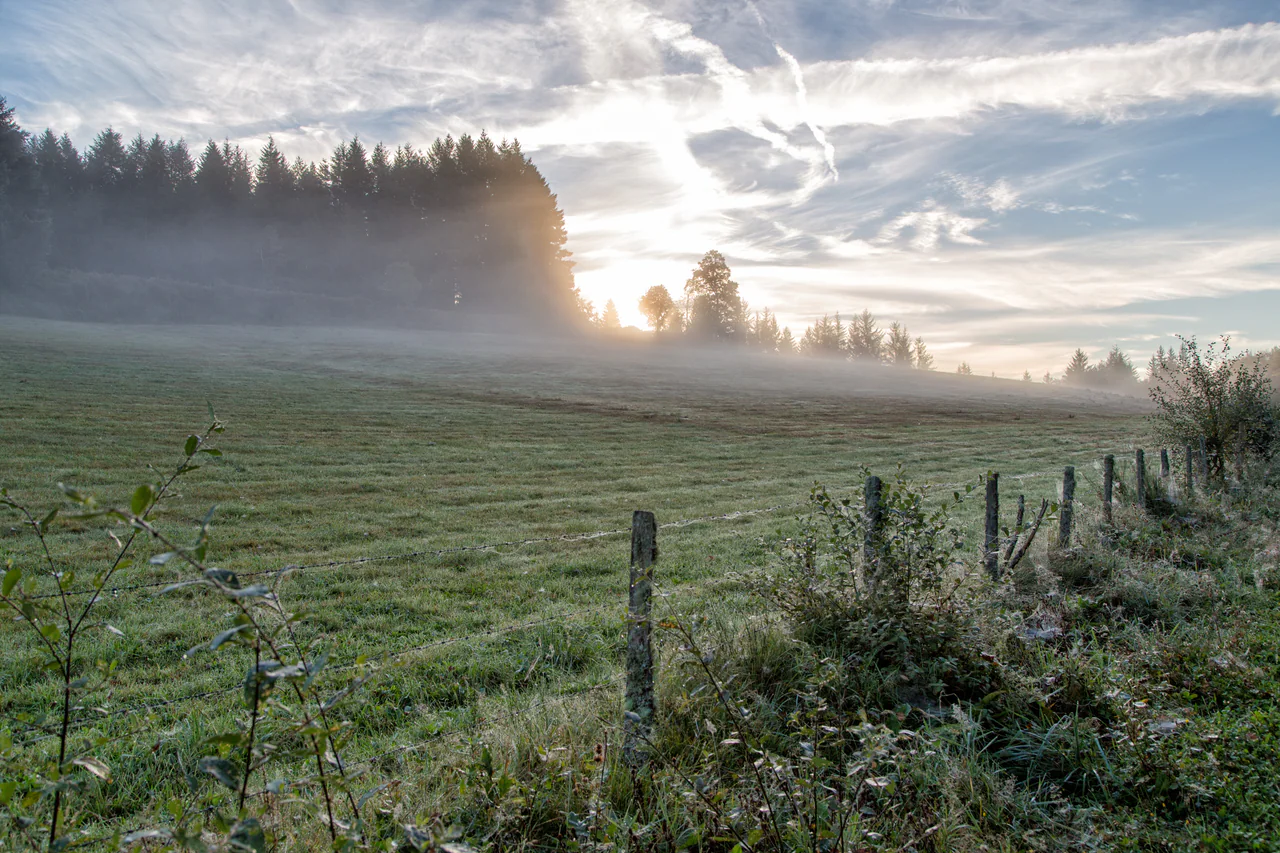 Pale morning light shines through mist above a green meadow and dark tree line, with wooden posts and wire fencing across the foreground.