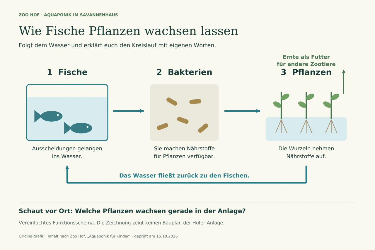 Ein Kreislauf verbindet ein Fischbecken, Bakterien im Biofilter und Pflanzen mit Wurzeln im Wasser. Pfeile führen von den Fischen zu den Bakterien, zu den Pflanzen und zurück. Ein grüner Pfeil zeigt die Ernte als Futter für andere Zootiere.