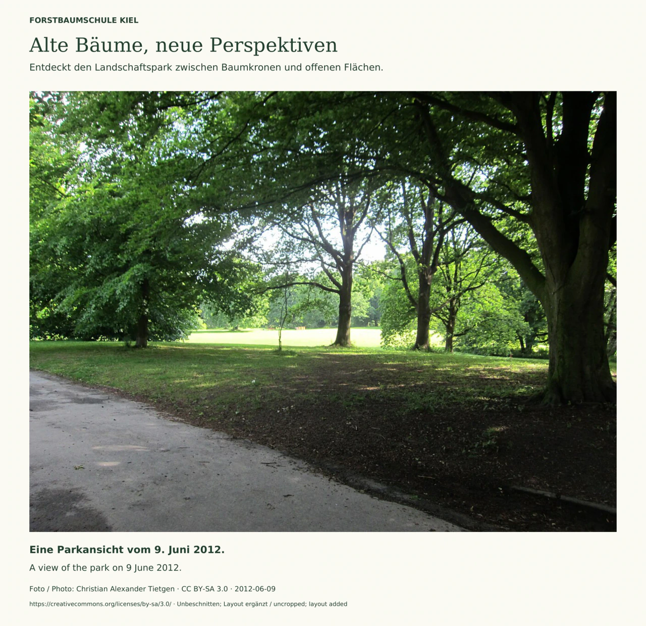 Blick von einem hellen Parkweg unter großen grünen Baumkronen auf eine sonnige Rasenfläche in der Forstbaumschule Kiel, aufgenommen 2012.