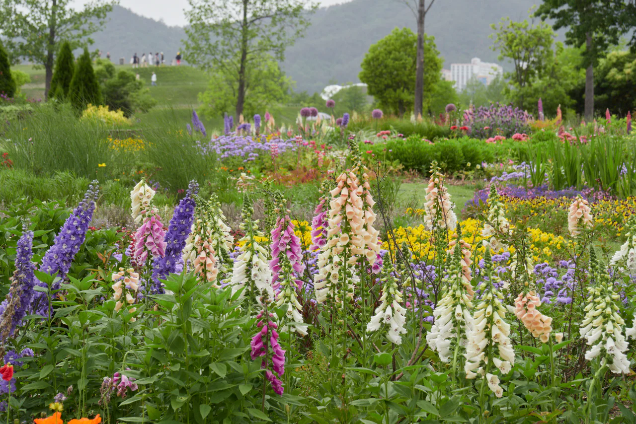 Tall cream, pink and purple flower spikes rise above yellow and lilac planting, with clipped green shrubs, trees, a grassy mound and hazy hills behind.