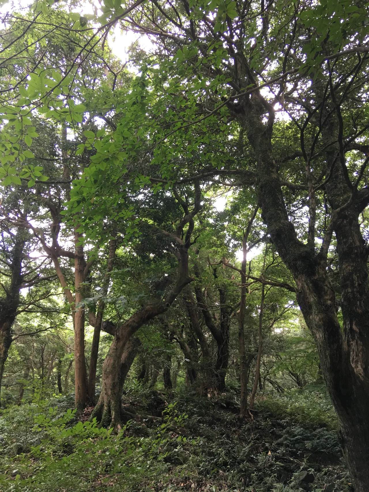 A vertical woodland view with thick branching trunks, dense green leaves and low plants across a dark, rocky forest floor.