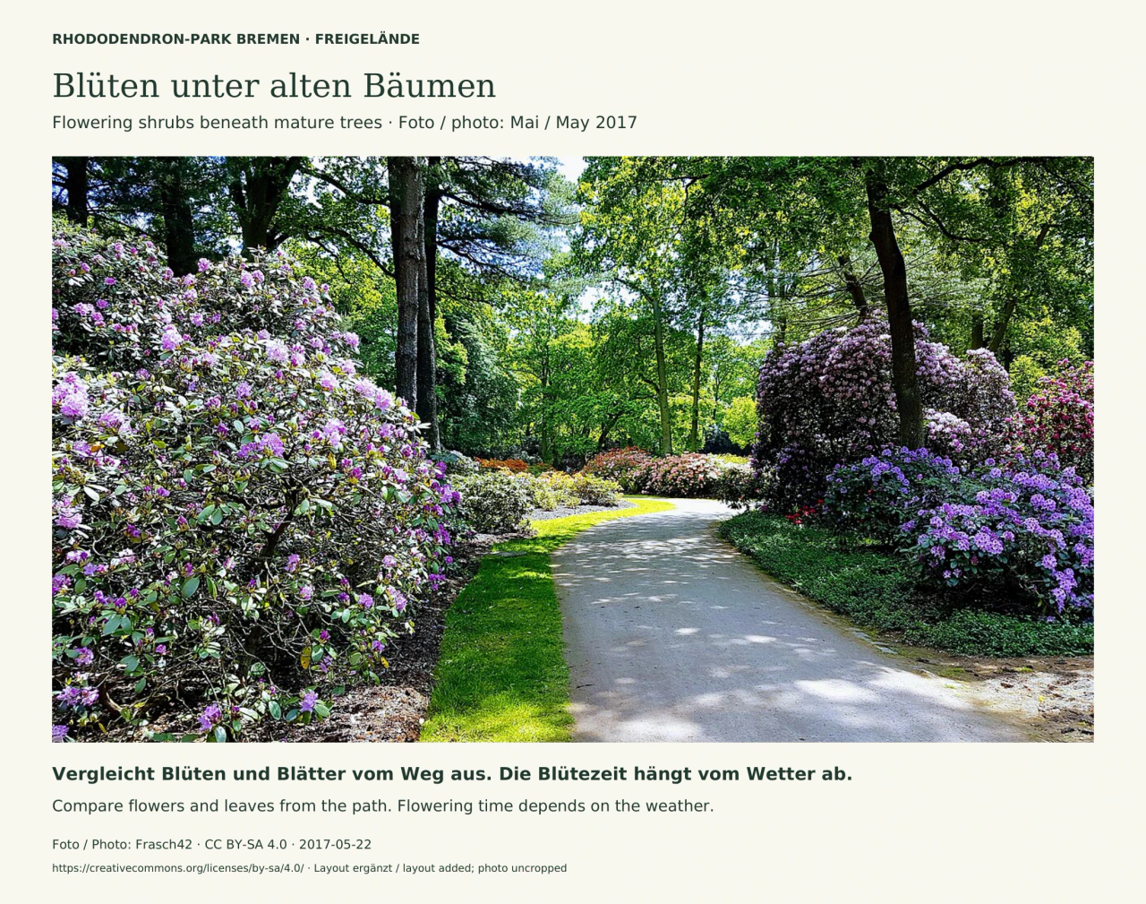Foto eines Gartenwegs im Rhododendron-Park, eingerahmt von blühenden Rhododendronsträuchern und hohen Bäumen mit grünem Laub.
