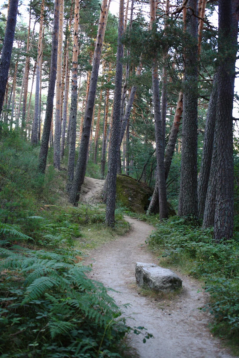 A narrow earth path winds between tall pine trunks, ferns and rocks.
