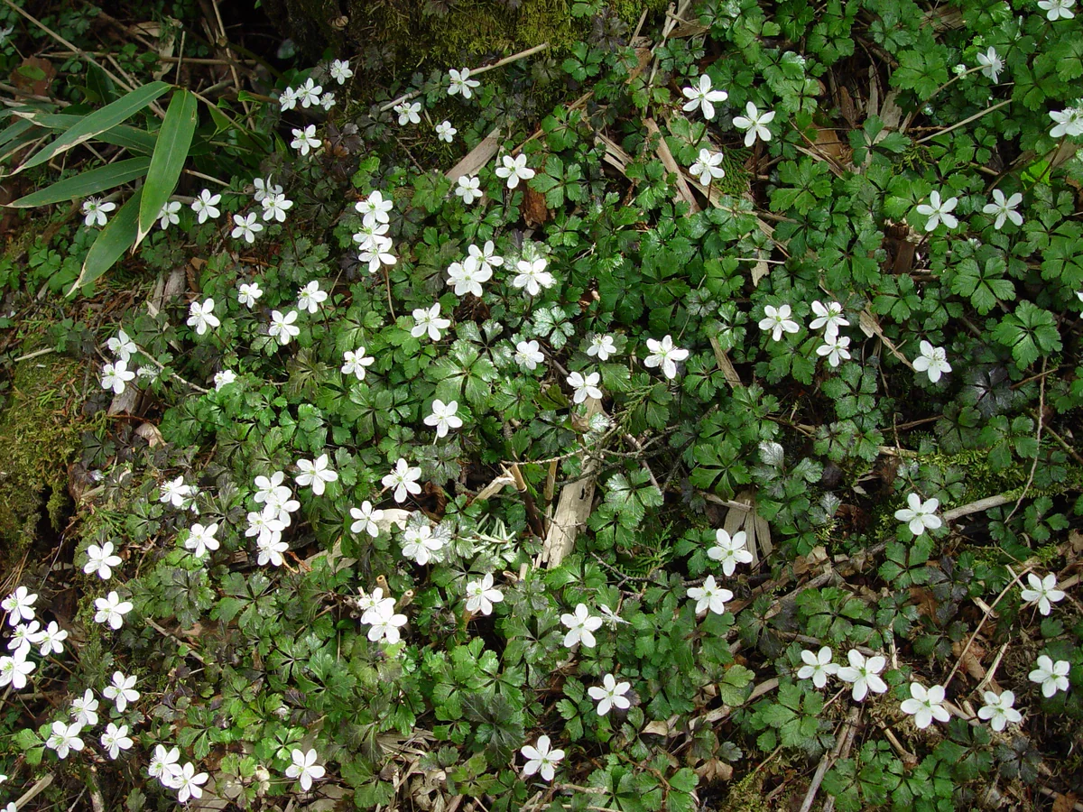 Small white flowers rise above glossy, divided green leaves on a woodland floor mixed with moss, fallen twigs and dry leaves.