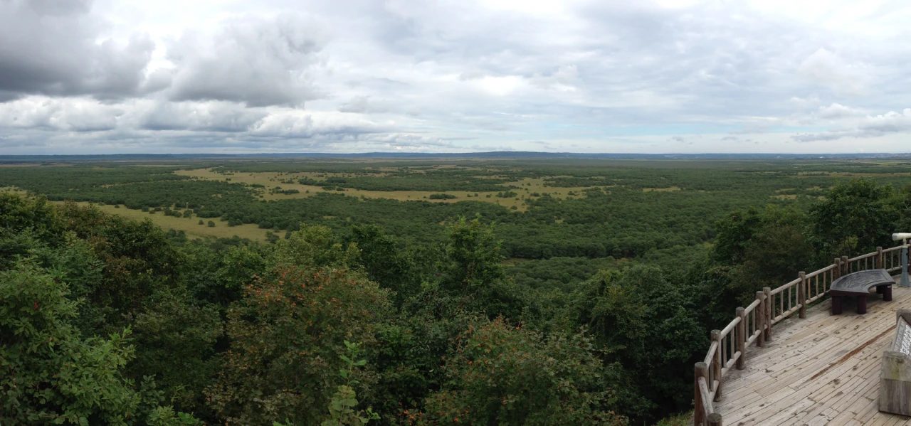An expansive wetland stretches to a flat horizon, with pale open marsh between darker wooded patches, trees in the foreground and part of a wooden viewing deck at the right.