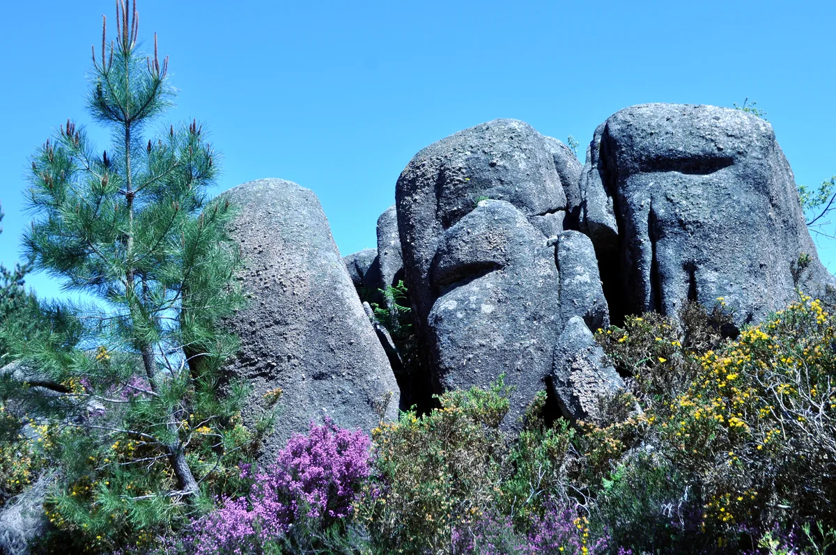 Grandes bloques de granito redondeados se alzan entre ramas de pino y matorral con flores moradas y amarillas, bajo un cielo azul.