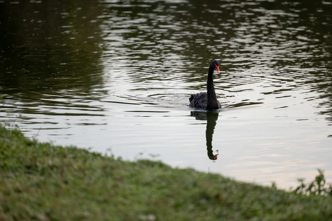 A dark waterbird with a red bill swims across reflective pond water, with a softly focused grassy bank in the foreground.
