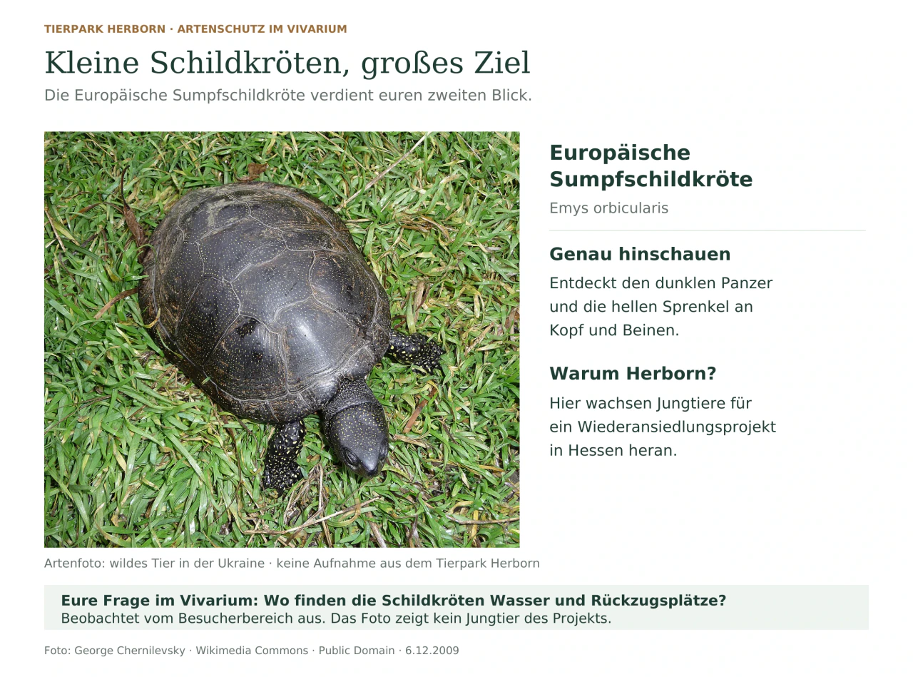 Eine Europäische Sumpfschildkröte im Gras, mit dunklem Panzer und hellen Punkten an Kopf und Beinen; daneben ein Hinweis auf Herborns Aufzuchtprojekt und eine Beobachtungsfrage.