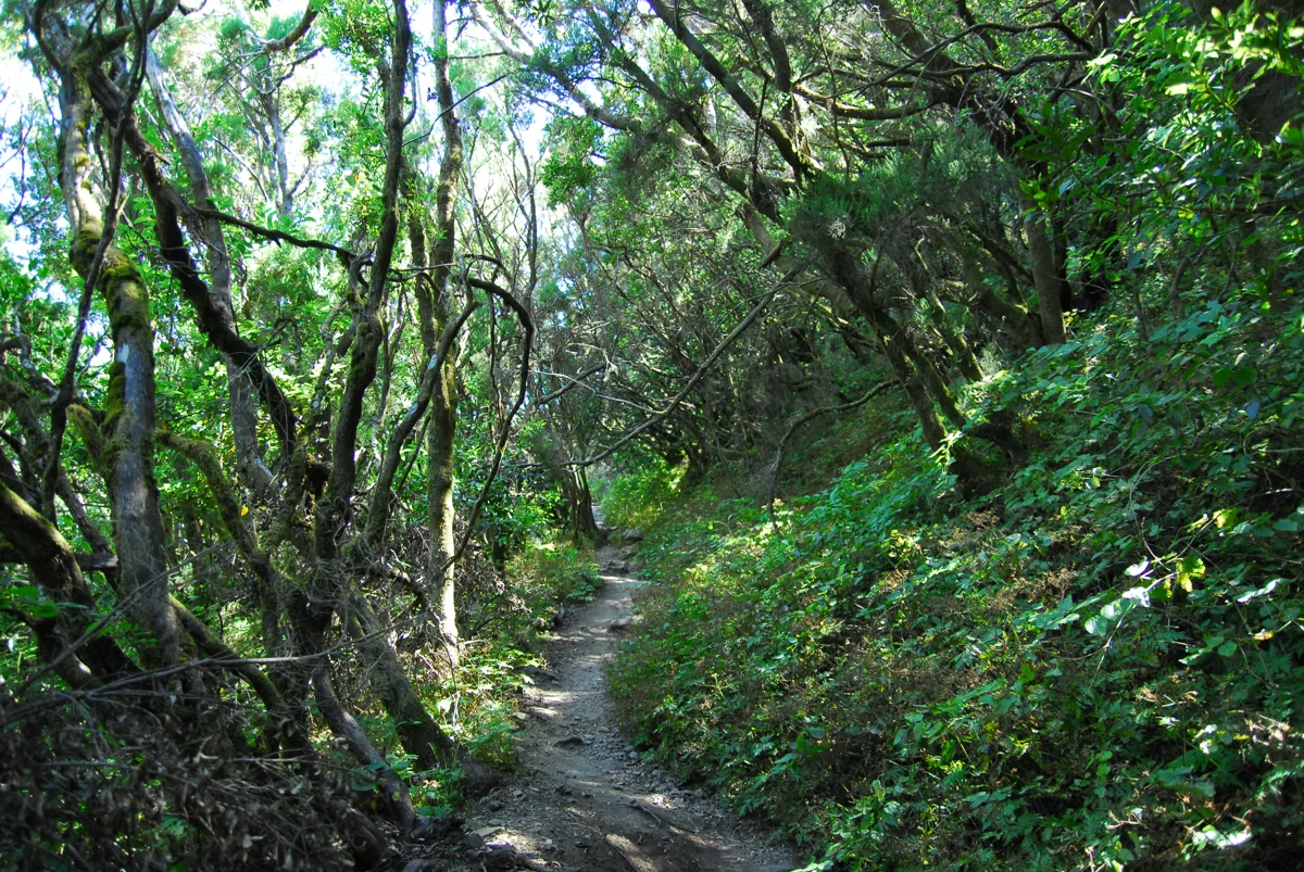 A narrow earth path beneath intertwined trees and dense green foliage near Laguna Grande.