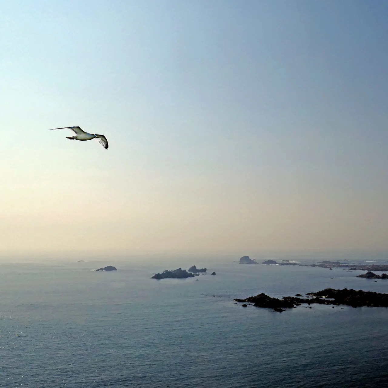 A gull flies across a pale blue sky above hazy water and scattered low rocky islets.