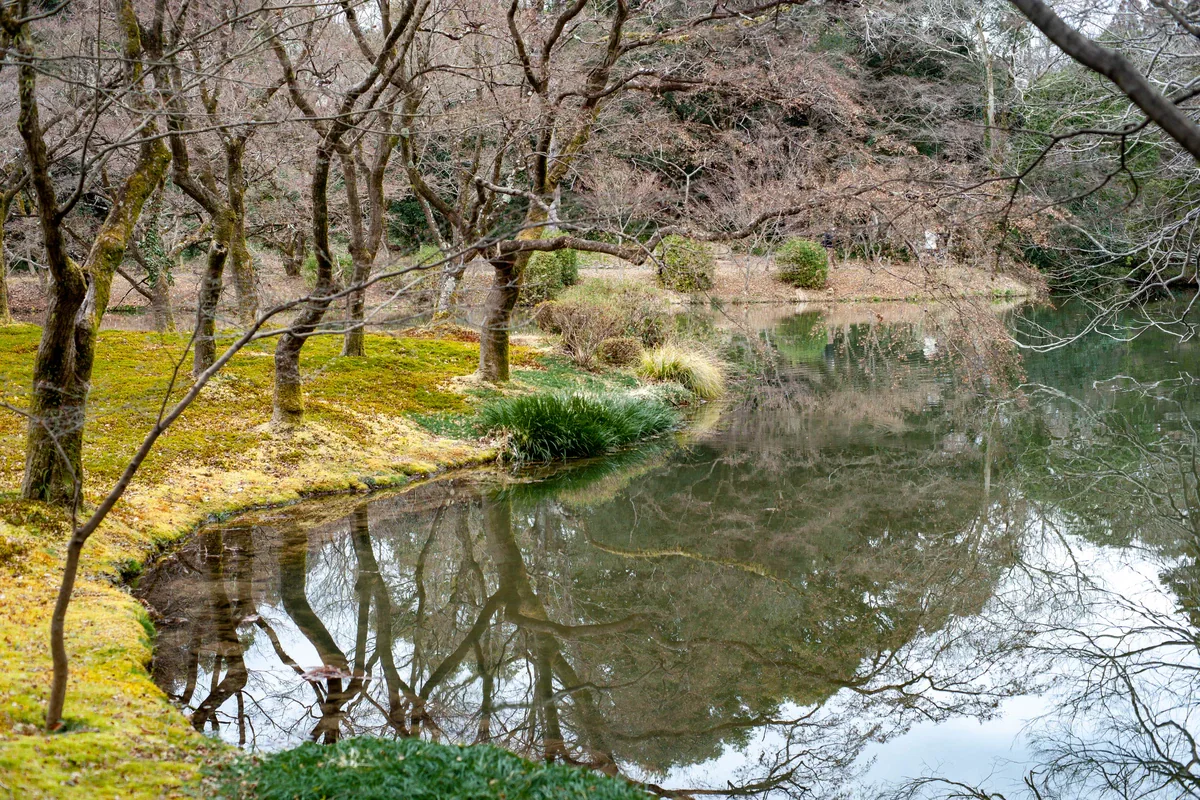 Bare branching trees and a moss-covered bank reflected in a wooded pond at Kyoto Botanical Garden.