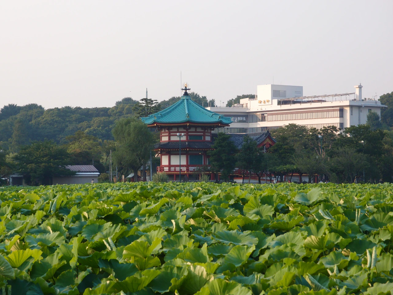 手前の不忍池を緑のハスの葉が密に覆い、奥には緑の屋根の弁天堂と木々が見える。