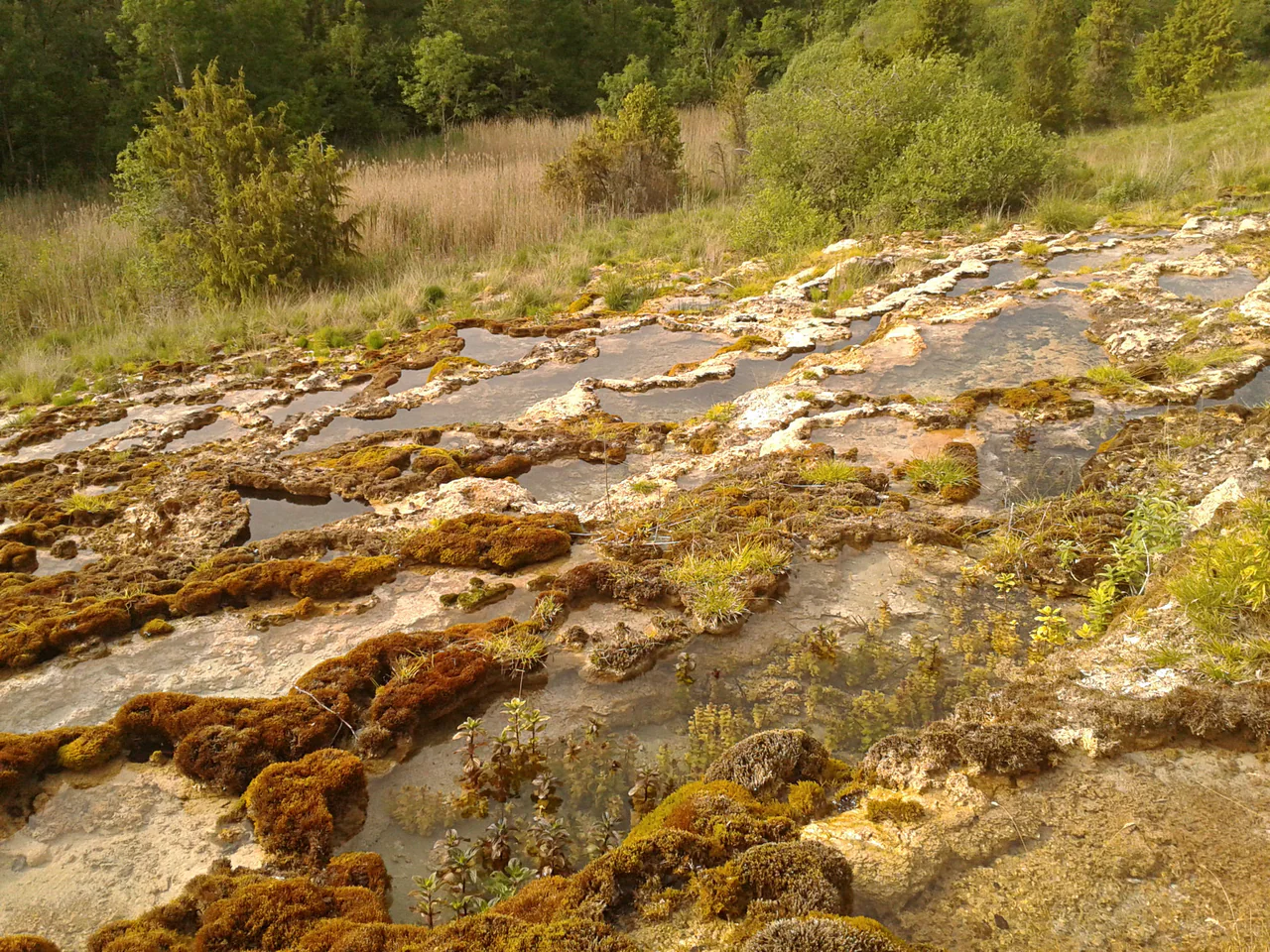 Shallow water fills irregular pale limestone basins, edged by brown-green moss, with reeds and trees behind.