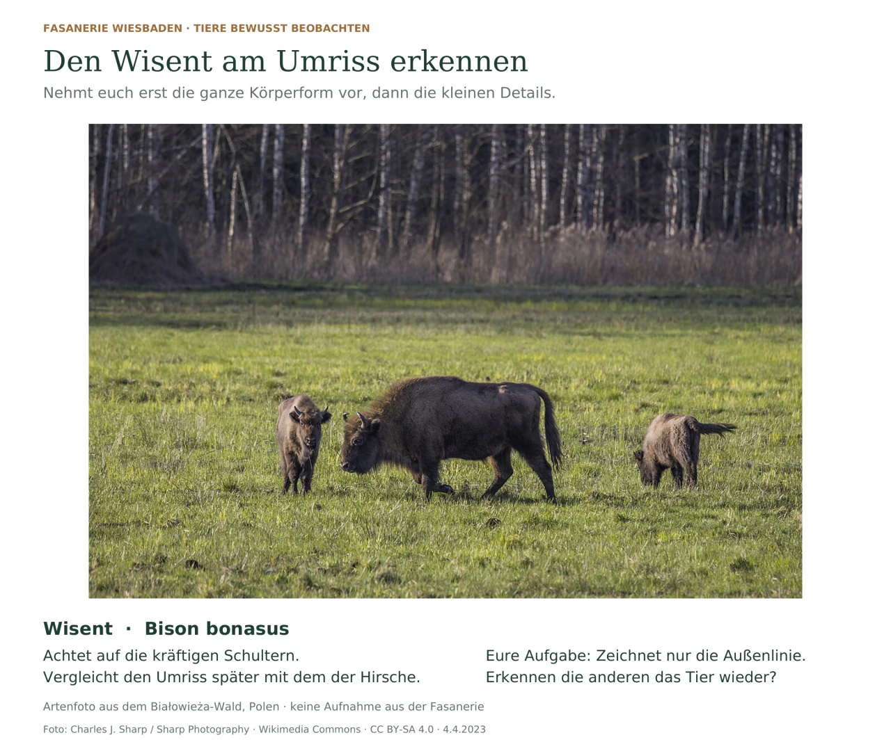 Drei Wisente auf einer Waldwiese: eine erwachsene Kuh in Seitenansicht und zwei Jungtiere. Darunter die Aufgabe, Schultern und Körperumriss zu beobachten und mit Hirschen zu vergleichen.