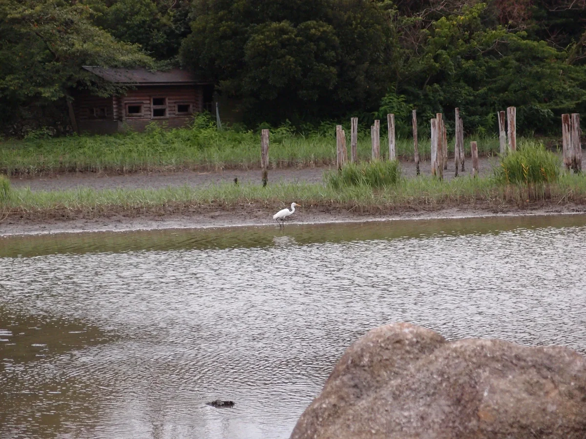 A white wading bird at the water’s edge, with reeds, wooden posts and an observation hide behind it.