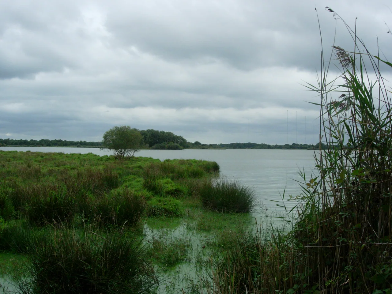 Green wetland vegetation and tall reeds frame a pond beneath grey clouds, with slender transmission masts on the distant horizon.