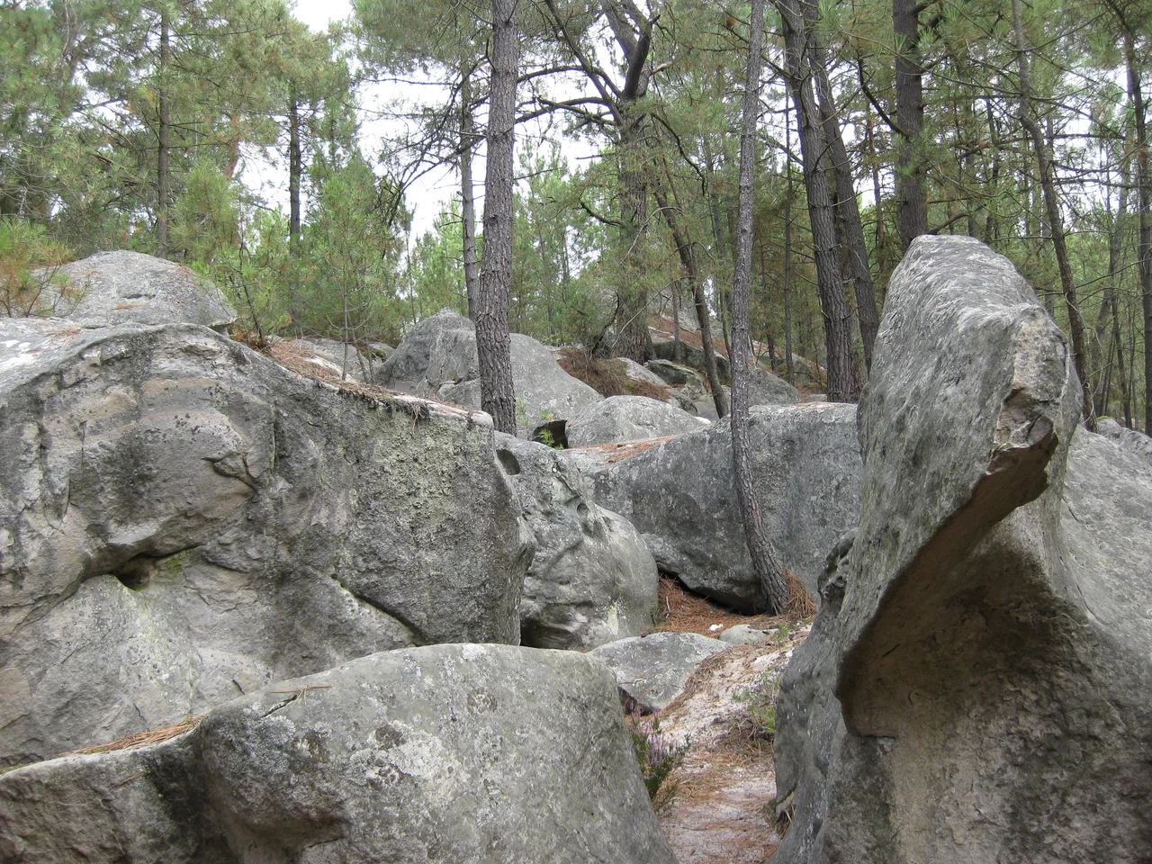Large, textured grey sandstone boulders among green pine trees, with sandy ground between the rocks.