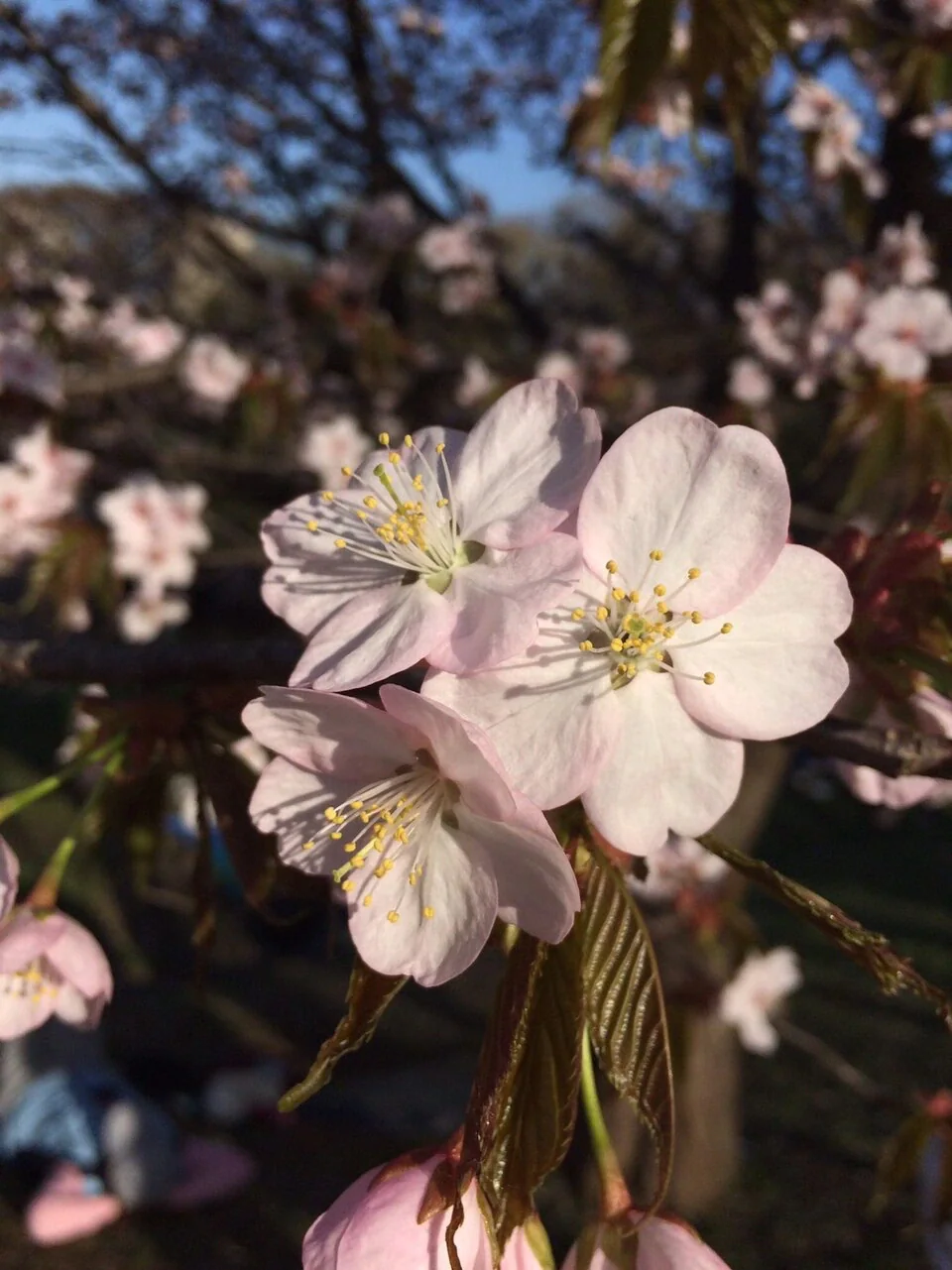 Pale pink cherry flowers and young bronze-green leaves fill the foreground against softly blurred branches.