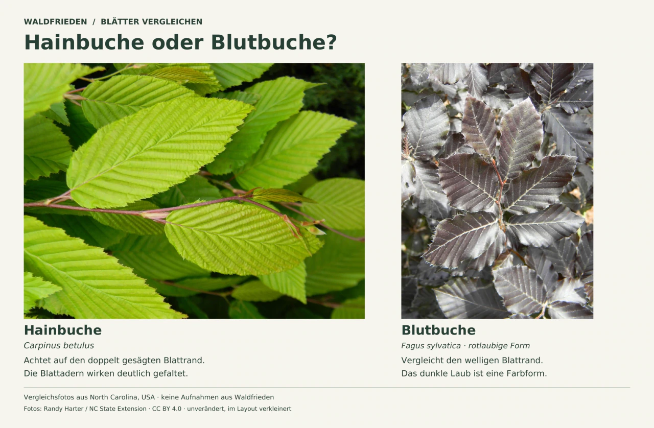 Zwei unbeschnittene Blattfotos: links grüne Hainbuchenblätter mit deutlich gesägtem Rand und vielen Seitenadern, rechts dunkelrote Rotbuchenblätter mit welligem Rand. Beschriftung nennt die botanischen Arten und den externen Aufnahmeort.