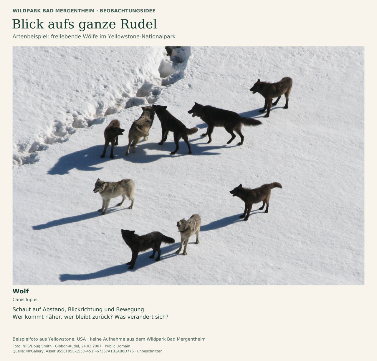 Artenbeispiel aus Yellowstone: Neun dunkle und graue Wölfe stehen in unterschiedlichen Abständen auf Schnee. Einige sind einander zugewandt, andere stehen etwas abseits. Deutsche Fragen regen dazu an, das ganze Rudel zu beobachten. Kein Foto aus Bad Mergentheim.