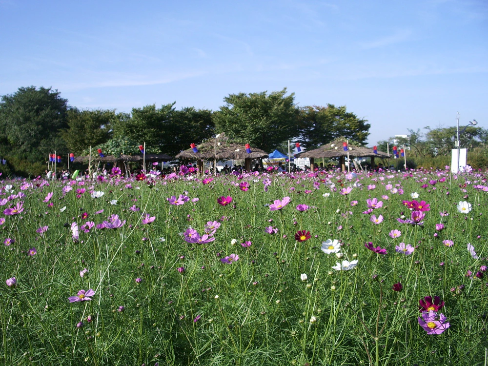 Pink and white cosmos fill the foreground at Haneul Park, with distant visitors, thatched shelters, trees and blue sky.