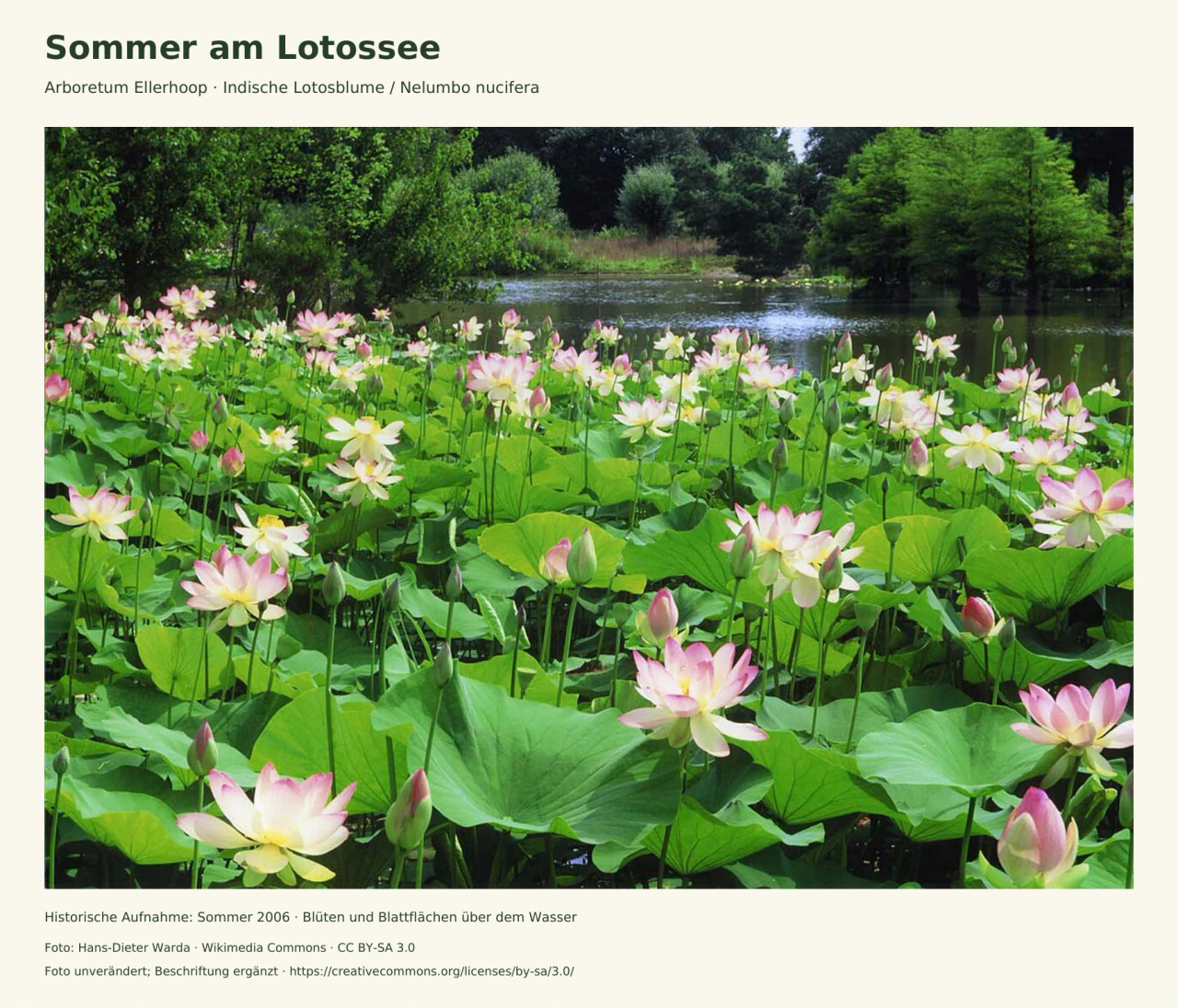 Historisches Foto des Lotossees im Arboretum Ellerhoop: zahlreiche hellrosa Blüten und Knospen stehen zwischen breiten grünen Blättern; dahinter liegen offenes Wasser und Bäume.
