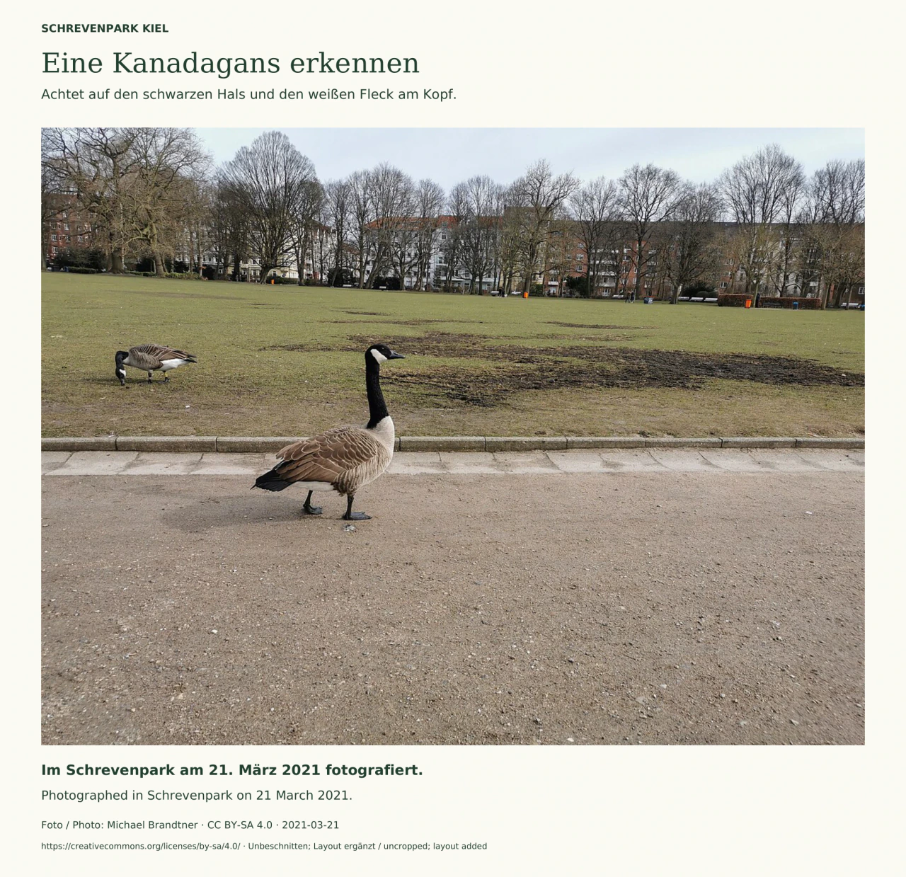 Eine Kanadagans steht auf einem Parkweg, eine weitere grast auf dem Rasen. Sichtbar sind der schwarze Hals und der weiße Wangenfleck; im Hintergrund kahle Bäume und Häuser am Schrevenpark.