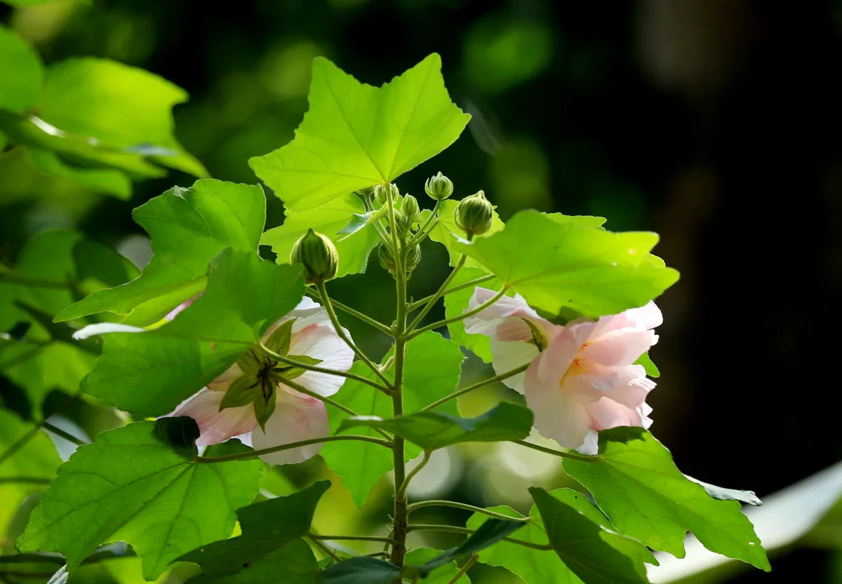 Off-site Hibiscus mutabilis example with broad lobed green leaves, unopened round buds and pale pink flowers on a branching stem.