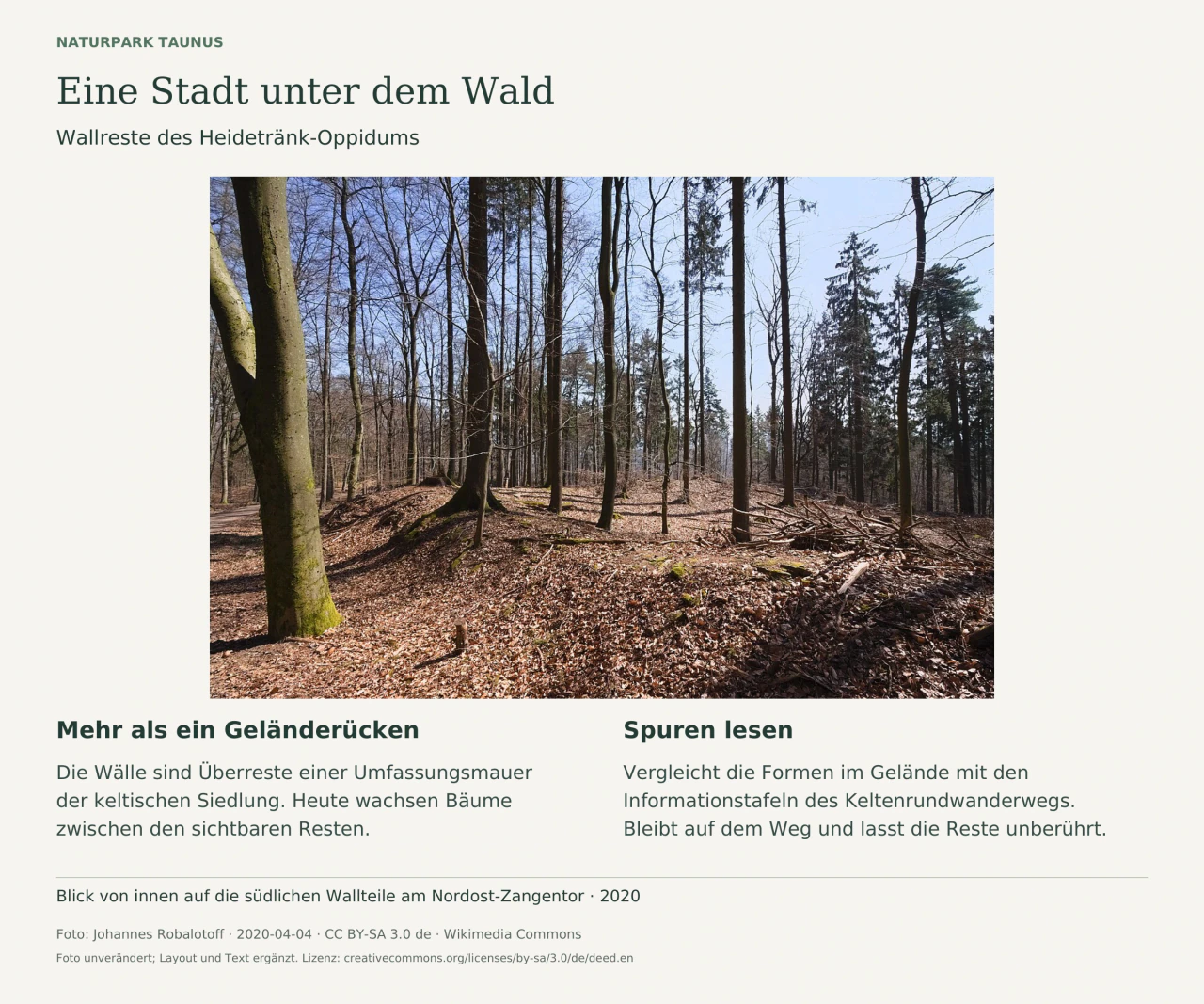 Ein laubbedeckter Wall verläuft zwischen hohen Bäumen am Heidetränk-Oppidum; zwei Textfelder erklären die ehemalige Umfassungsmauer und das Lesen der Siedlungsspuren.