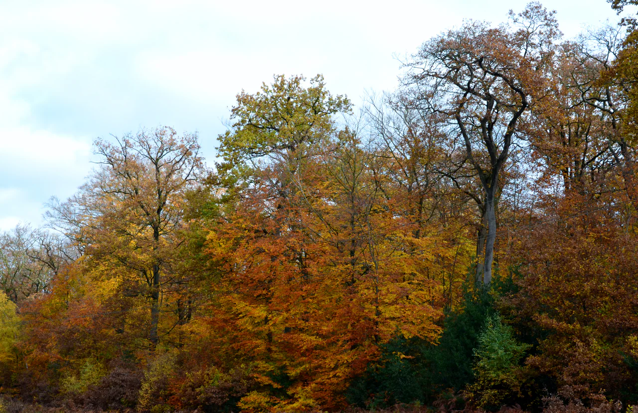 Yellow, orange and brown-leaved trees beneath a pale sky, crossed by thin overhead utility wires.