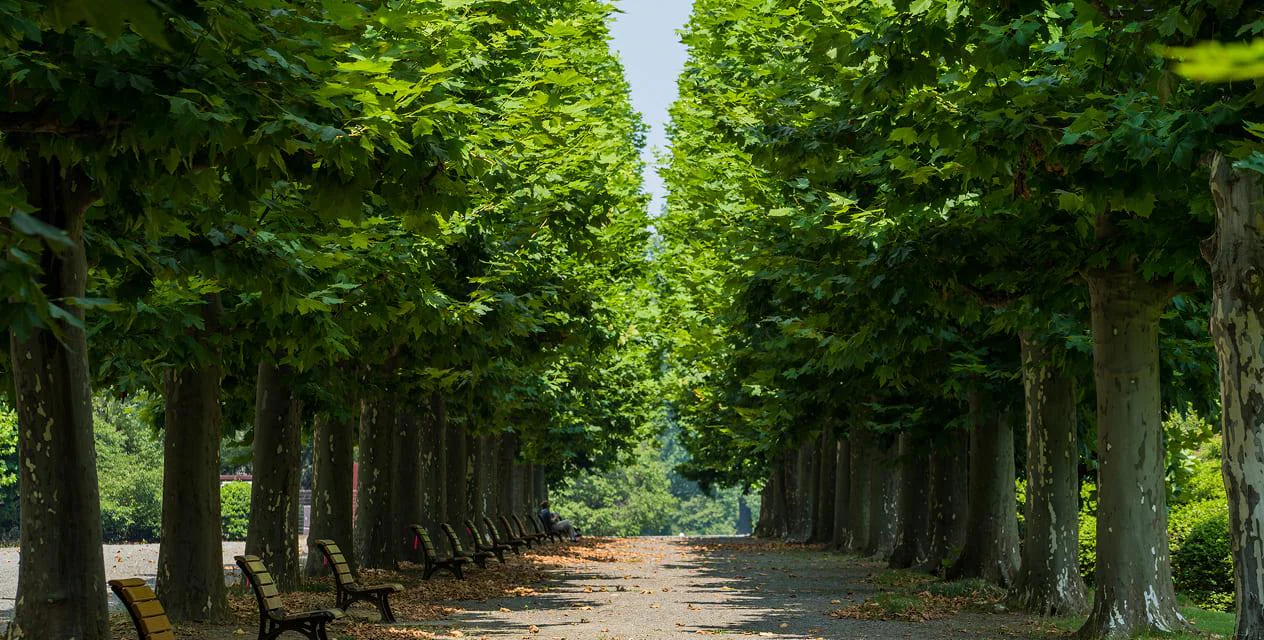 Two orderly rows of leafy plane trees frame a straight garden path, with mottled trunks and benches beneath the canopy.