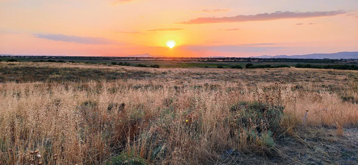 Low sunlight falls across a wide dry grassland, with distant low hills beneath pink and orange clouds.