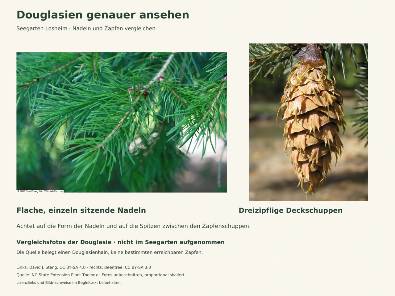 Zwei Fotos zeigen links grüne Douglasiennadeln an Zweigen und rechts einen hängenden braunen Zapfen mit hervorstehenden dreizipfligen Deckschuppen.