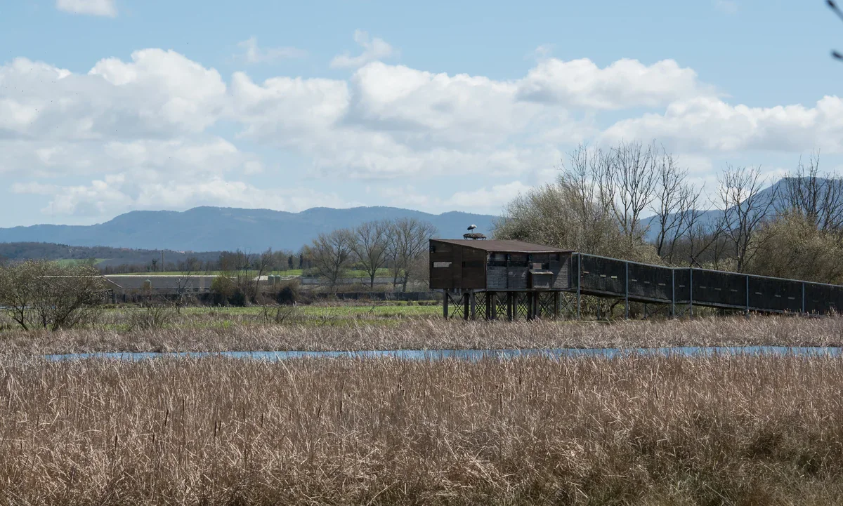 Un observatorio de aves de madera elevado y una pasarela con cerramiento se alzan tras una estrecha lámina de agua y un extenso carrizal en Salburua.
