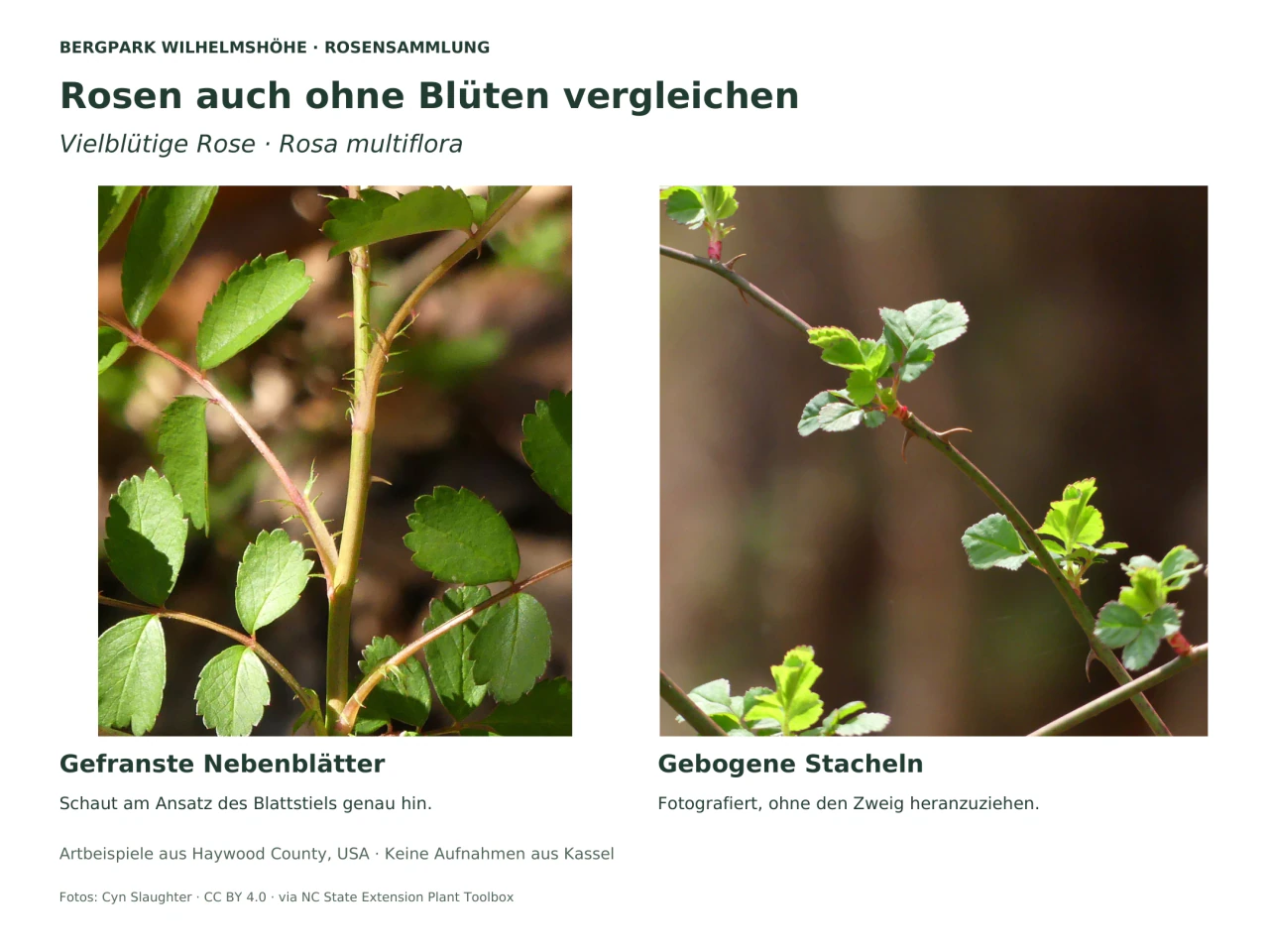 Zwei Nahaufnahmen der Vielblütigen Rose: links gefranste Nebenblätter am Blattstiel neben gezähnten grünen Teilblättern; rechts ein dünner Zweig mit zurückgebogenen Stacheln und jungem Laub.
