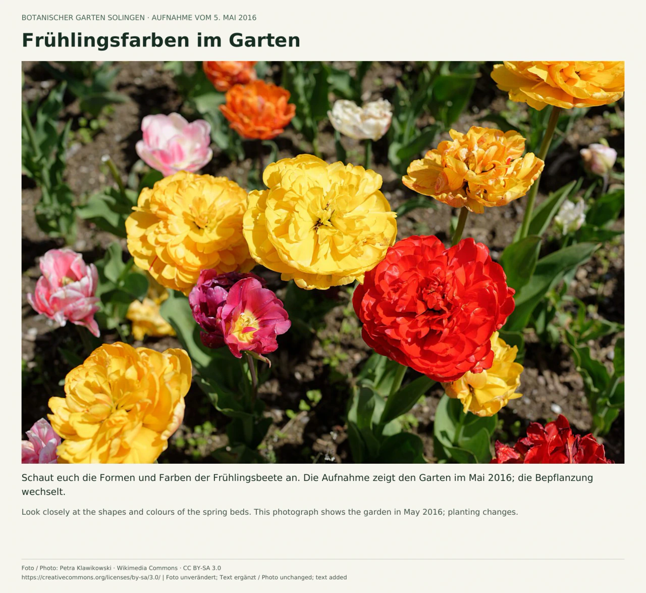 Nahaufnahme dicht gefüllter gelber, roter, orangefarbener und rosafarbener Tulpenblüten über grünen Blättern und dunkler Erde.