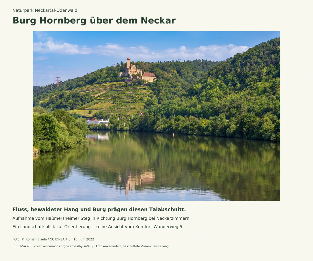 Burg Hornberg steht über einem bewaldeten Hang und dem ruhigen Neckar; am linken Ufer liegen Häuser, im Fluss spiegeln sich Himmel und Bäume.