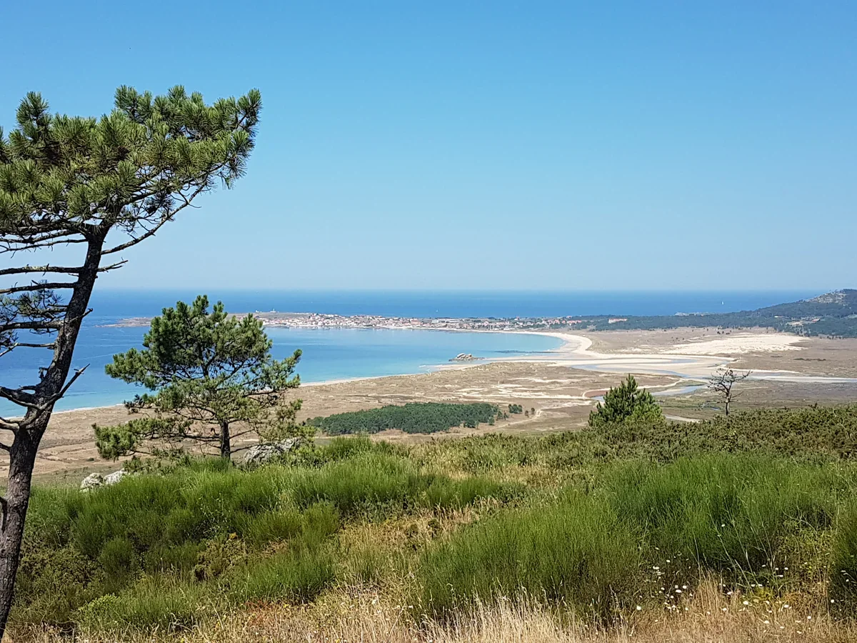 Unos pinos enmarcan una amplia vista de la costa, con dunas claras, un canal de marea sinuoso, una playa curva y el mar azul.