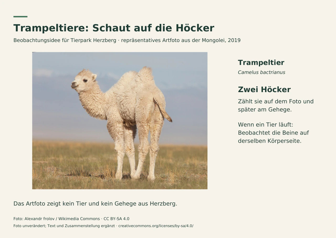 Trampeltier mit zwei Höckern und dichtem Fell in der Mongolei. Deutsche Beschriftung nennt die Art und lädt zum Beobachten von Höckern und Beinen ein. Kein Herzberg-Foto.