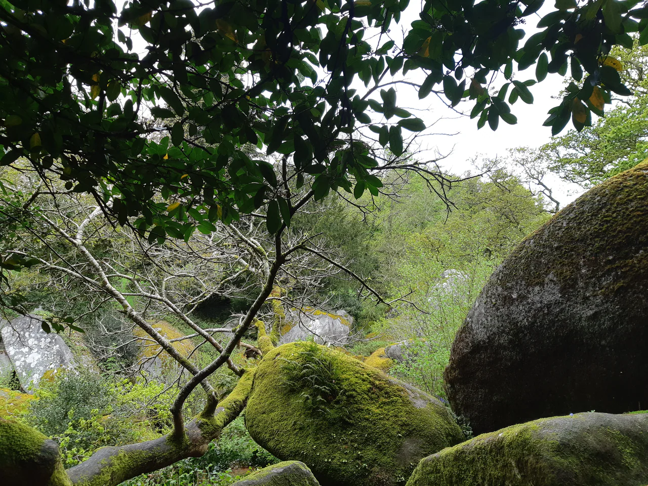 Rounded mossy boulders sit beneath branches and leafy woodland canopy.