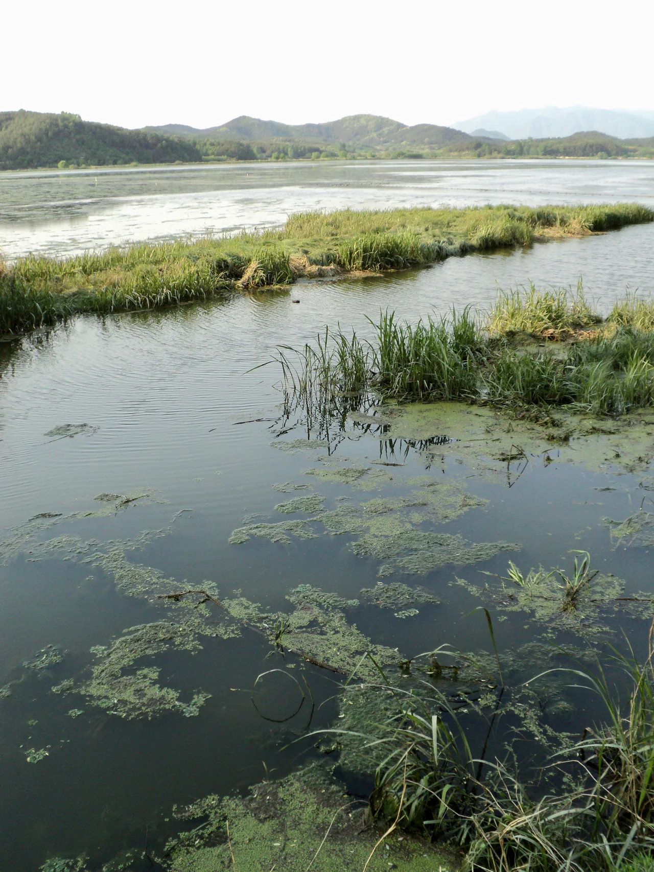 Portrait view across water and low vegetated banks toward tree-covered hills at Upo Wetland.